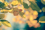 Autumnal leaf vintage background soft focus and color