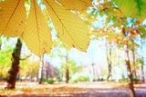 yellow leaves in autumn park