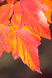 Amazing Colorful Autumn leaves background, soft focus