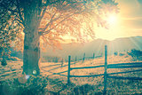 Vintage autumn tree at sunset with sunbeams, mountains landscape