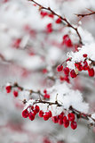 Red winter berries under snow
