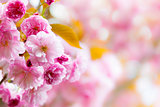 Pink cherry blossoms background
