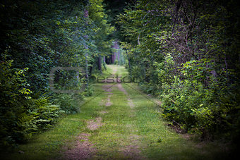 Dirt road through forest