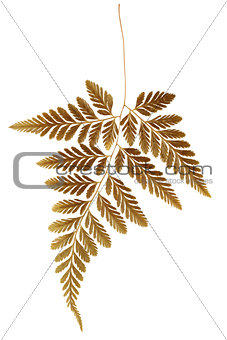 Dry Fern Leaf 