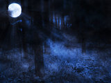Moon in Night Forest