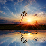 plant on sunset background with water reflection