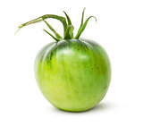 Single green tomato