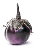 Single round ripe eggplant