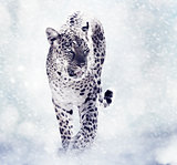 Digital Painting Of Leopard