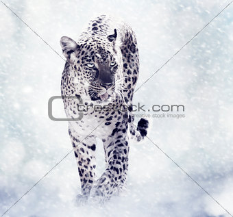 Digital Painting Of Leopard