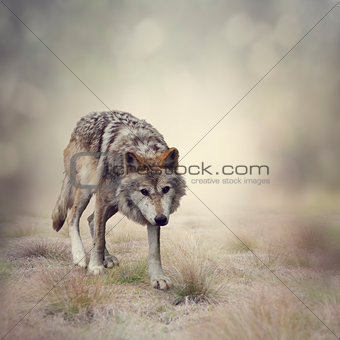 Gray Wolf Walking