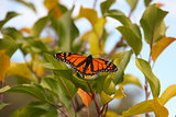 Butterfly on a tree