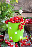 Fresh redcurrant in a bucket 