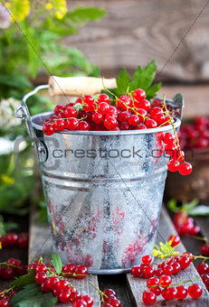 Fresh redcurrant in a bucket 