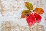 vine leaf in fall colors against wood