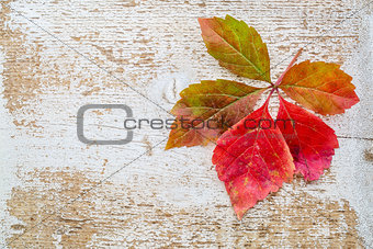 vine leaf in fall colors against wood