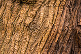Old tree wood texture