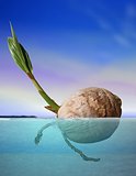 Coconut seed drifting at sea under blue sky