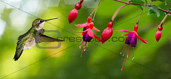 Hummingbird feeding on Hardy Fuchsia Flowers