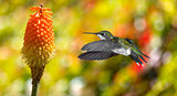 Hummingbird (archilochus colubris) in flight with tropical flowe