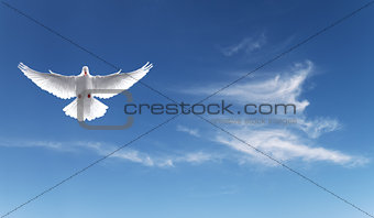 White dove in a blue sky, symbol of faith 