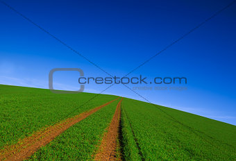 Trail through the green grassy field in summer day