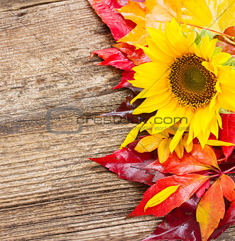 fall sunflowers