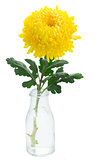 yellow mum flowers