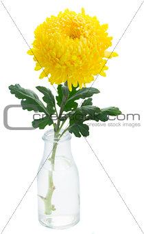 yellow mum flowers