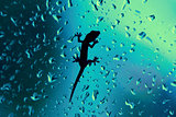 Gecko On Glass Window Wet With Rain Drops