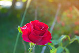 Red Rose  in the Garden