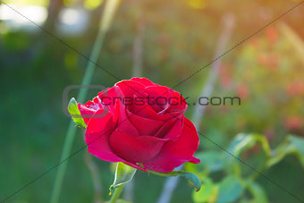 Red Rose  in the Garden