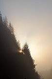 Foggy morning summer landscape with fir tree