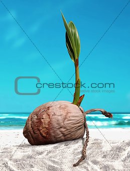 Coconut sprout at the beach