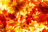 Bright autumn leaves, background