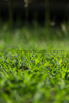 Depth of field of green grass
