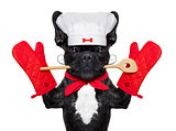 chef cook dog 