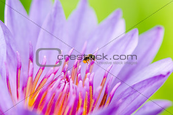 Macro insect and pollen of purple lotus ( Nymphaea Nouchali )