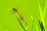two dragonflies sit on the green leaves