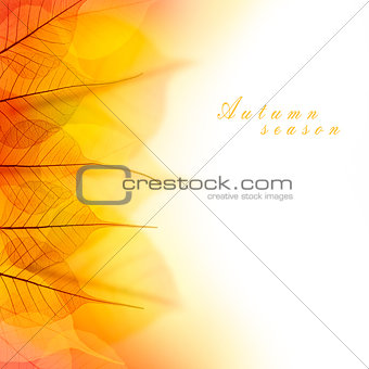 Design Border of  Autumn color dry Leaves  on white background