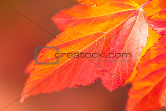 Macro of Beautiful Autumn leaves on defocused  background 