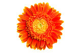 Isolated orange gerbera daisy