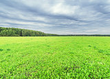 Green field.