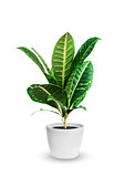 young croton (codieum) a potted plant isolated over white