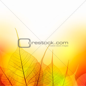 Leaves  Border of  Autumn color season on white background 