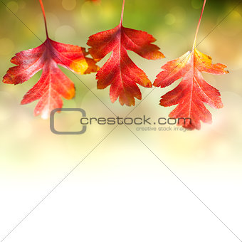 Border of  Autumn Red colorful Leaves  on white background 