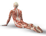 3D male figure with muscle map in yoga pose