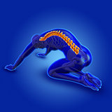 3D blue medical male figure with spine highlighted