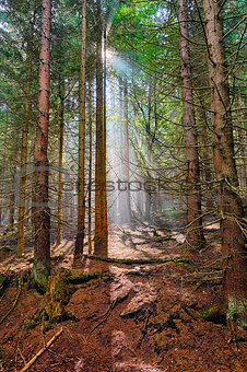 The spruce forest