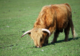 Brown Bull on pasture